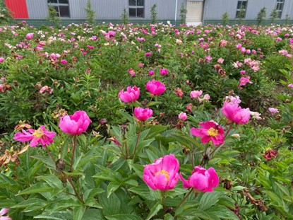 1748918266182172.jpg 圖片7.jpg